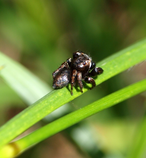 Evarcha arcuata